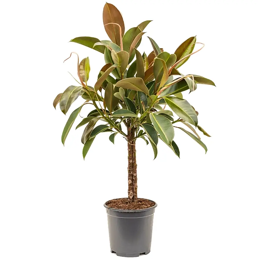 Ficus elastica 'Melany' Zimmerpflanze