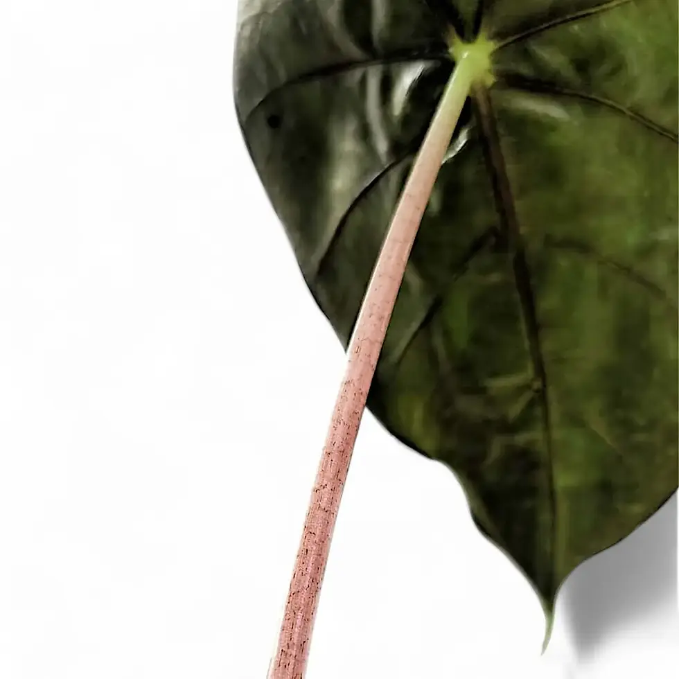 Alocasia Pink Dragon leaf with bright pink petiole.