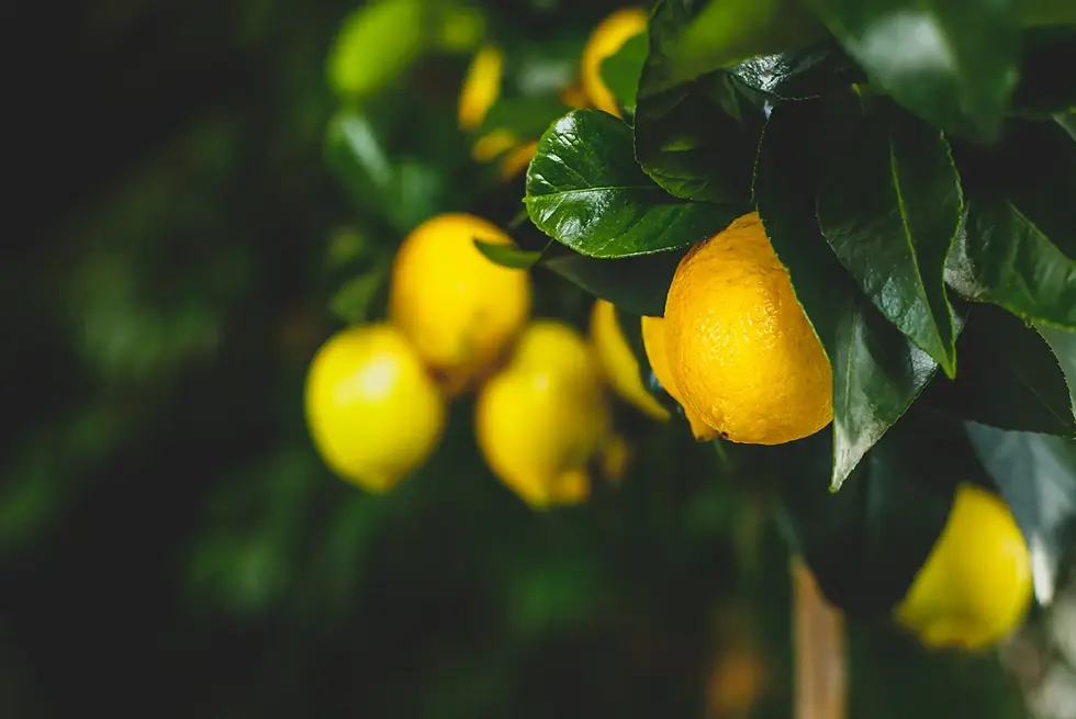 Lemon tree with dark green glossy leaves and ripening yellow lemons.