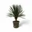 Thumbnail: Dracaena draco