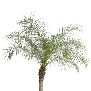 Palmen