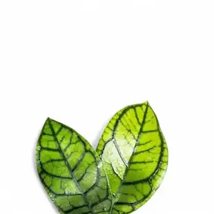 Geäderte Blätter von Hoya callistophylla Vena mit markanten Blattadern.