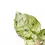 Thumbnail: Syngonium podophyllum 'Green Splash' ('Grey Ghost')