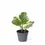 Thumbnail: Peperomia obtusifolia 'USA'