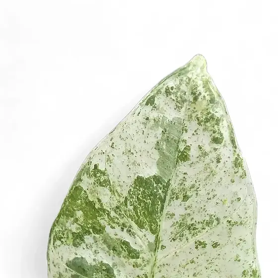 Alocasia macrorrhizos 'Splash' ('Camouflage') - Marbling on Alocasia macrorrhizos 'Splash' ('Camouflage') - Marbling on