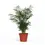Miniaturbild: Chamaedorea elegans