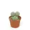 Thumbnail: Tephrocactus geometricus