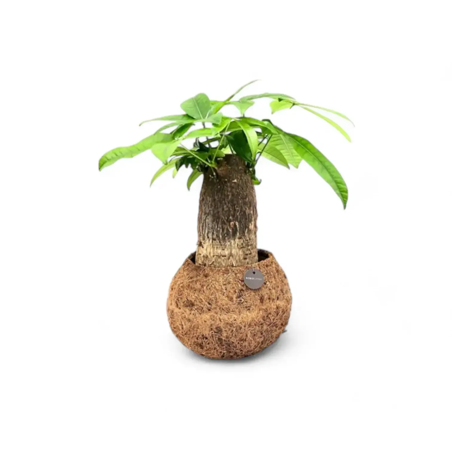 Pachira aquatica in Kokodama