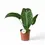 Thumbnail: Anthurium veitchii