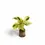 Thumbnail: Goeppertia (Calathea) lietzei ‘Yellow Fusion’ ('Yellow Miracle')