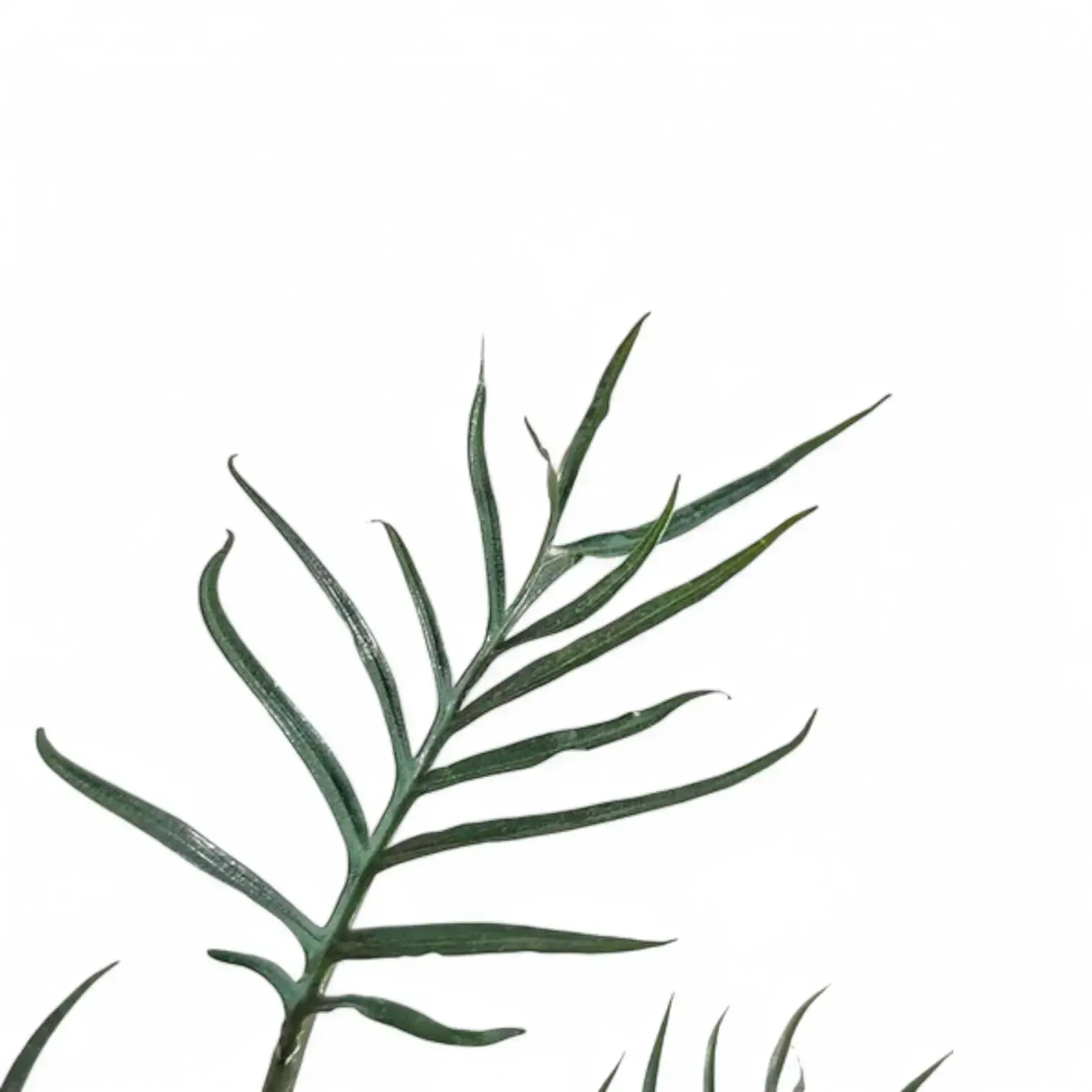 Philodendron tortum 'Thai Dwarf'