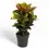 Thumbnail: Codiaeum variegatum (Croton) 'Petra'