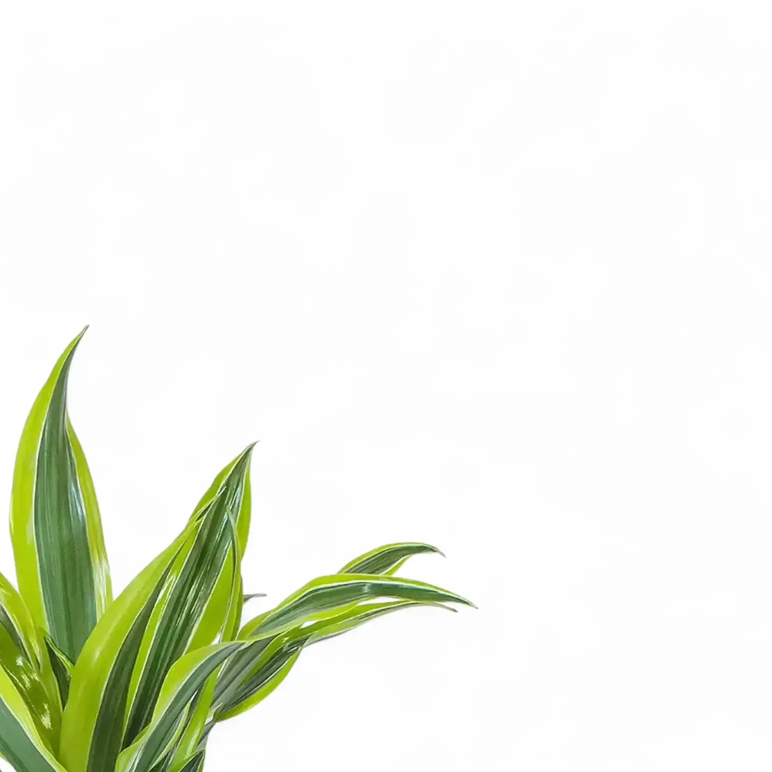 Dracaena fragrans 'Surprise'