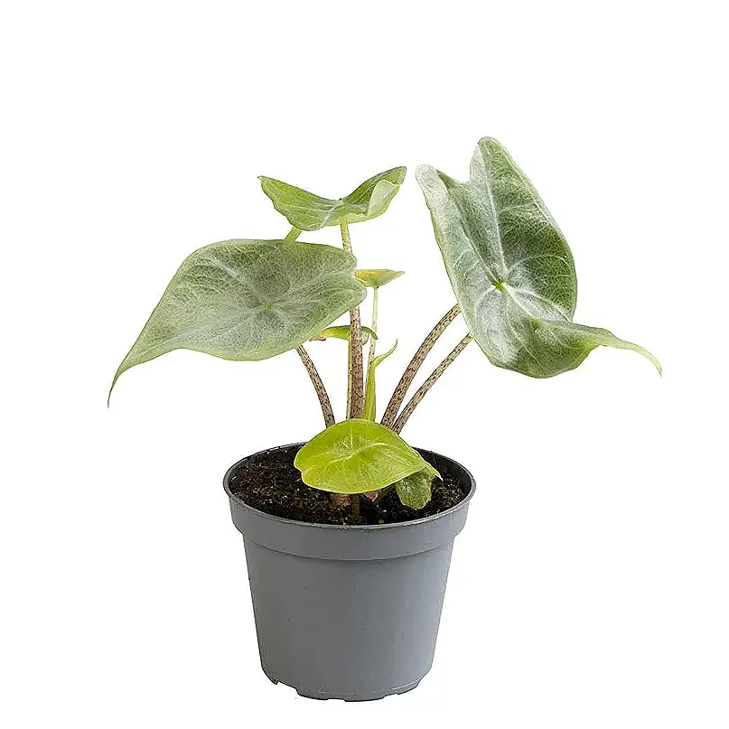 Alocasia x Amazonica 'Ivory Coast' houseplants