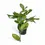 Thumbnail: Monstera pinnatipartita