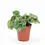 Thumbnail: Peperomia argyreia