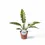 Thumbnail: Philodendron 'Ring of fire'