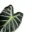 Thumbnail: Alocasia ‘Balloon Heart’