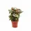 Miniaturbild: Syngonium podophyllum 'Brocante'