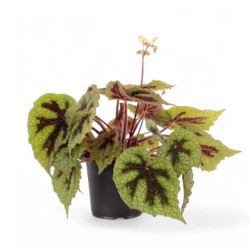 Begonia masoniana 'Iron Cross'