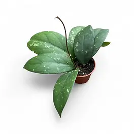Hoya sp. Gayo (Clone 1)
