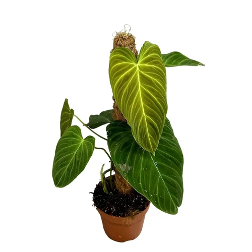 Philodendron 'Splendid' (verrucosum x melanochrysum)