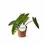 Miniaturbild: Philodendron billietiae