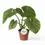 Thumbnail: Philodendron plowmanii