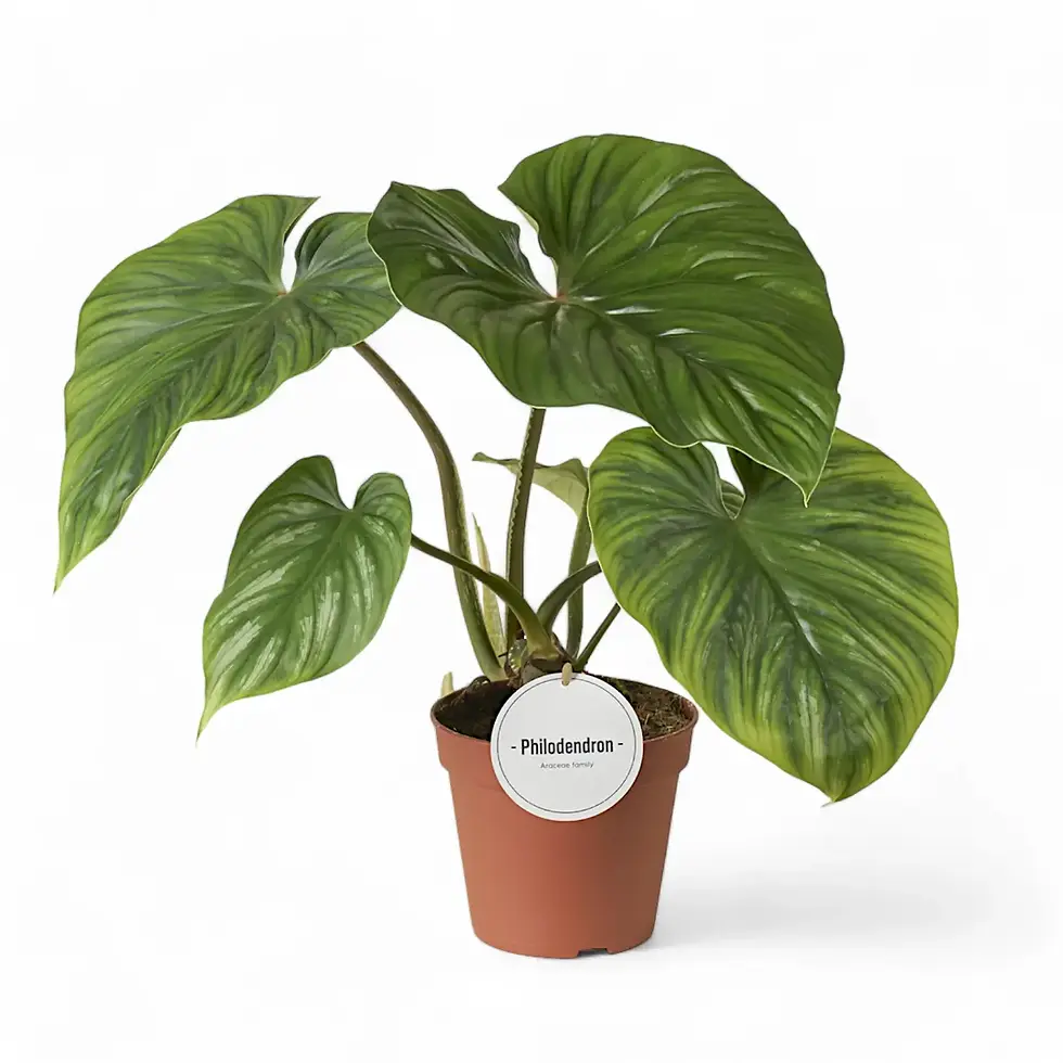 Philodendron plowmanii