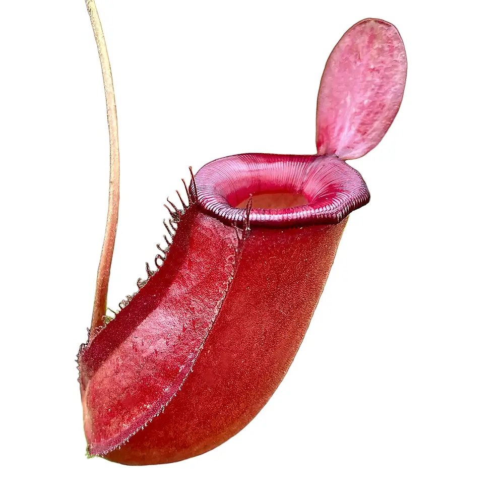 Nepenthes  ‘Bloody Mary’ pitcher plant