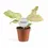 Thumbnail: Philodendron 'Snowdrift'