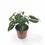 Miniaturbild: Syngonium wendlandii