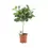 Miniaturbild: Ficus benghalensis 'Petite Audrey'