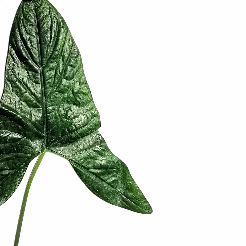 Alocasia sp. Papua