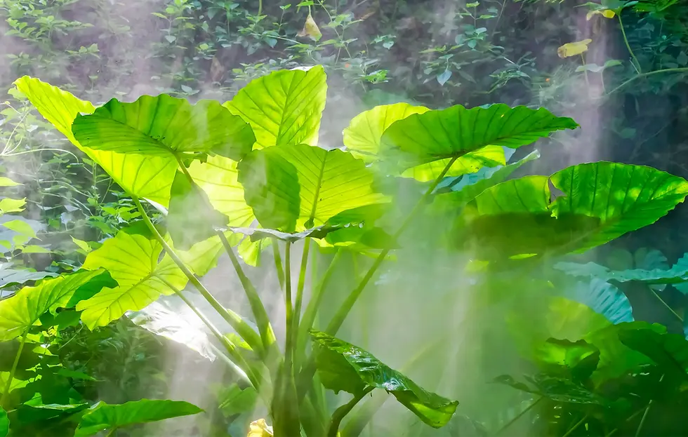 Mature Alocasia macrorrhizos in humid tropical habitat with sunlight filtering through foliage