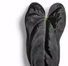 Close-up of Anthurium papillilaminum leaf with velvety texture