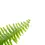 Thumbnail: Nephrolepsis exaltata Boston