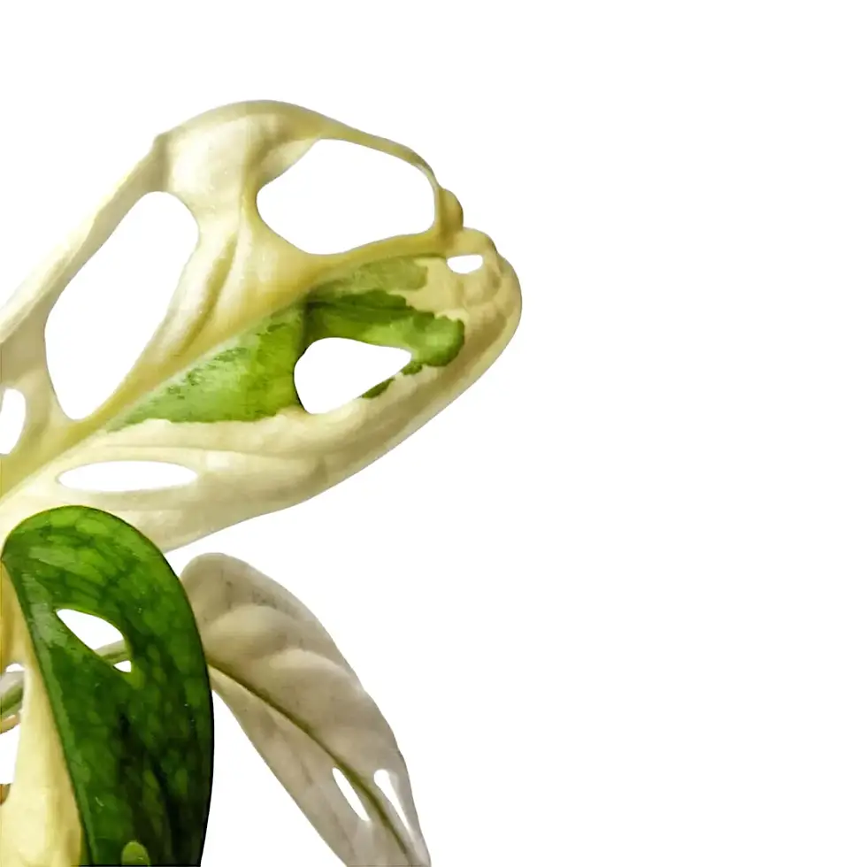 Monstera adansonii variegata mit komplettem Chlorophyllverlust an einzelnen Blättern