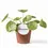 Thumbnail: Pilea peperomioides 'Mojito'