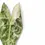 Thumbnail: Alocasia 'Nairobi Nights' variegata