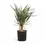 Miniaturbild: Aloidendron dichotomum (Aloe dichotoma)