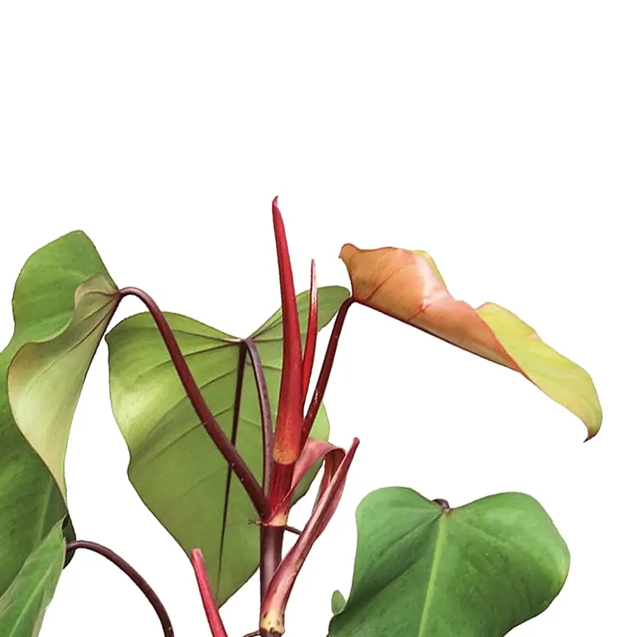 Philodendron 'Red Emerald' houseplant