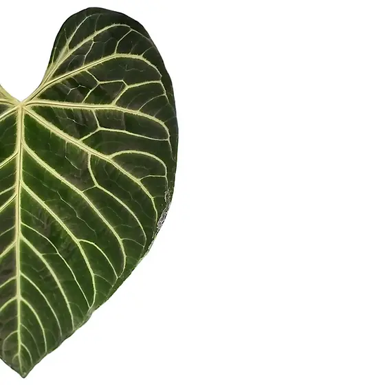 Anthurium regale - order online at Foliage Factory Shop