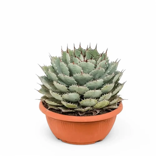 Agave potatorum f. compacta - online at Foliage Factory