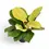 Miniaturbild: Philodendron 'Moonlight'