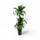 Thumbnail: Dracaena fragrans ‘Hawaiian Sunshine’