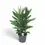 Thumbnail: Cordyline fruticosa 'Glauca'
