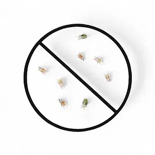 spider mites
