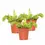Miniaturbild: Dionaea muscipula