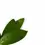 Thumbnail: Hoya pubicalyx 'Black Dragon'